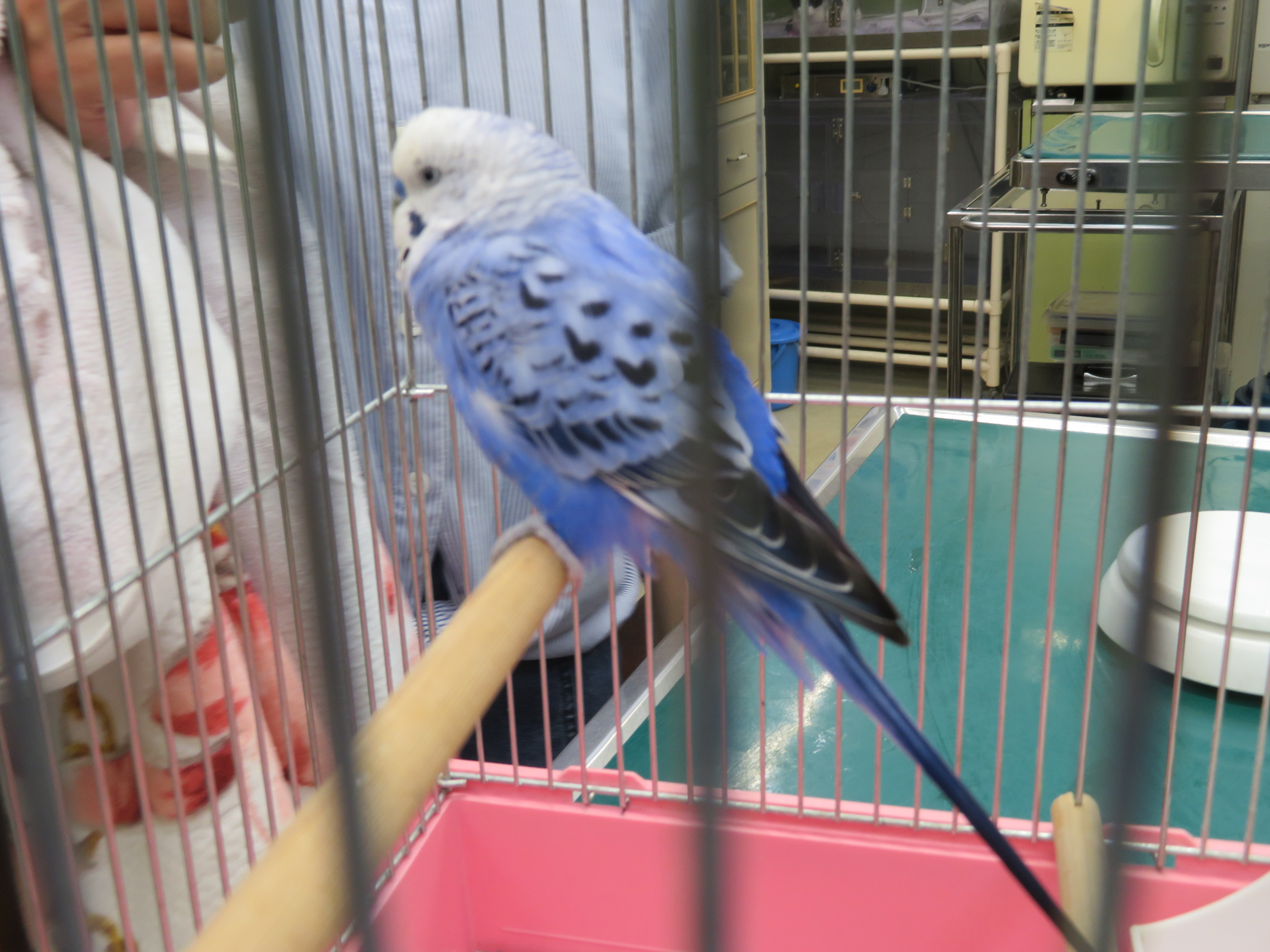 セキセイインコのメガバク