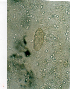 ハムスターの外部寄生虫、内部寄生虫