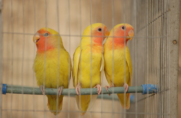 野性動物、野鳥の診察はしてません。