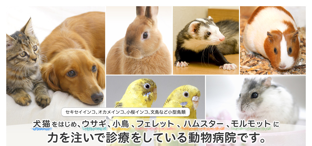 小鳥、ウサギ、フェレット、ハムスター、モルモットと小動物の専門的な診療を続けてきた動物病院です。