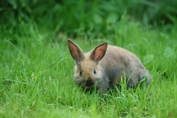 ウサギのノミ・ダニ予防