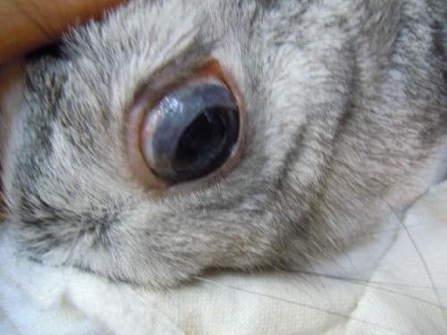 ウサギの角膜閉塞症候群 川崎市多摩区 オダガワ動物病院