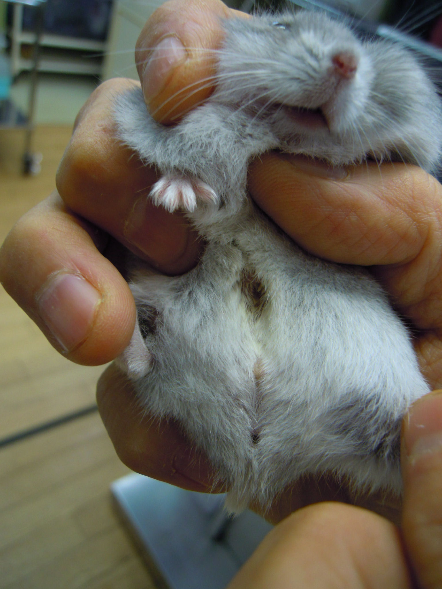 ジァンガリアンハムスターの来院 川崎市多摩区 オダガワ動物病院