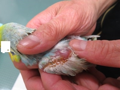 セキセイインコ、羽の腫瘍（川崎市多摩区、オダガワ動物病院）